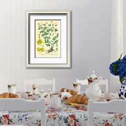 «Rosaceae, Potentilleae, Potentilla Tormentilla Schrank» в интерьере столовой в стиле прованс над столом