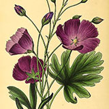 Копии гравюр с цветами из журнала Paxton’s Magazine of Botany