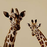 Постеры с жирафами на заказ