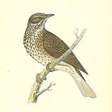 Гравюры с птицами A History of British Birds на заказ