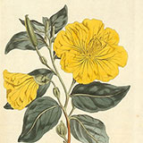 Копии гравюр с цветами из журнала Curtis Botanical Magazine