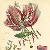 Копии гравюр с цветами Floricultura