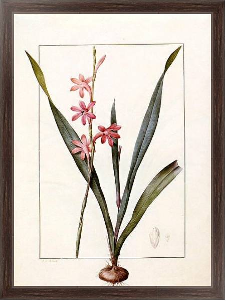 Постер Gladiolus merianus с типом исполнения На холсте в раме в багетной раме 221-02
