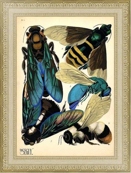 Постер Insects by E. A. Seguy №16 с типом исполнения Акварель в раме в багетной раме 484.M48.725