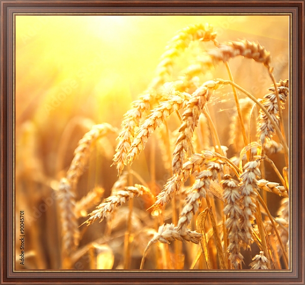 Постер Поле золотой пшеницы с типом исполнения На холсте в раме в багетной раме 35-M719P-83