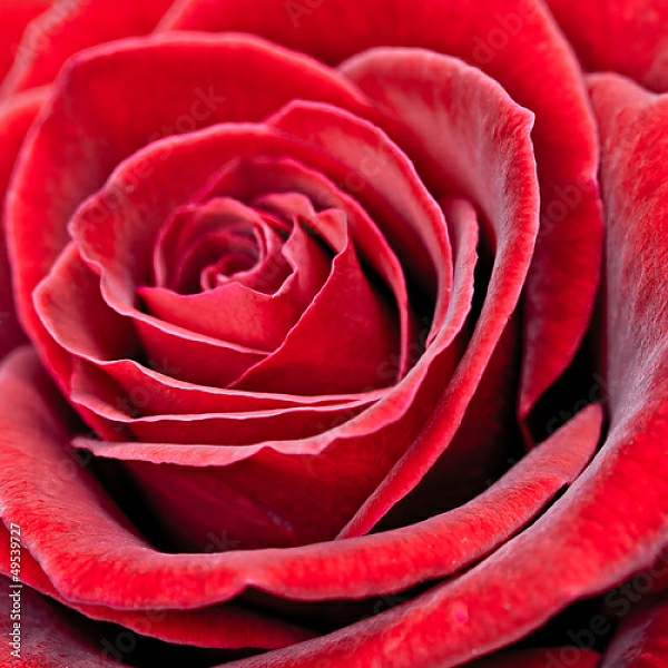 Постер Красная роза 2 с типом исполнения На холсте без рамы