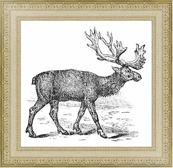 Постер Reindeer or Rangifer tarandus vintage engraving с типом исполнения Акварель в раме в багетной раме 484.M48.725