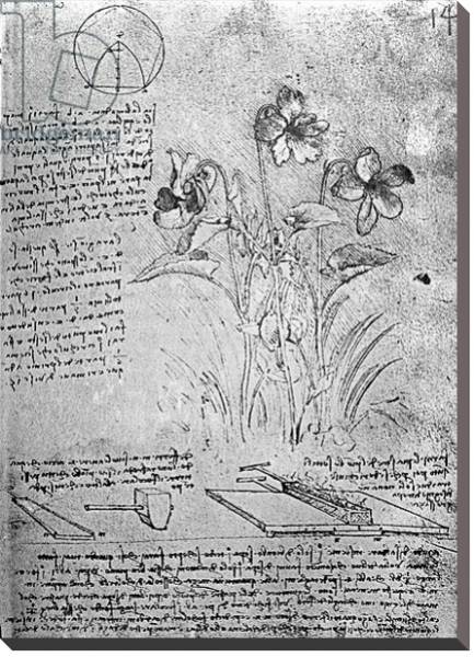 Постер Studies of Violas, fol. 14r from Manuscript B, c.1487-90 с типом исполнения На холсте без рамы