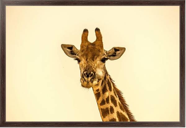 Постер Жующий жираф с типом исполнения На холсте в раме в багетной раме 221-02