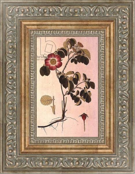 Постер Rosa Pumila, from 'Les Roses' Vol II, 19th century с типом исполнения На холсте в раме в багетной раме 484.M48.310