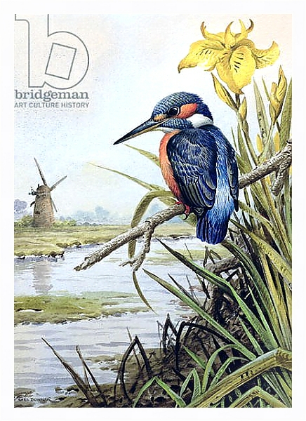 Постер Kingfisher with Flag Iris and Windmill с типом исполнения На холсте в раме в багетной раме 221-03
