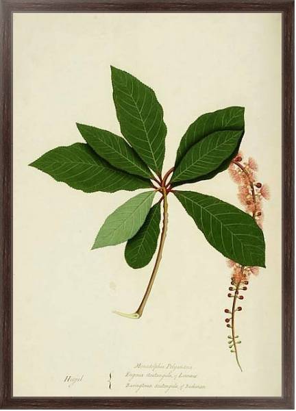 Постер Barringtonia acutangula с типом исполнения На холсте в раме в багетной раме 221-02