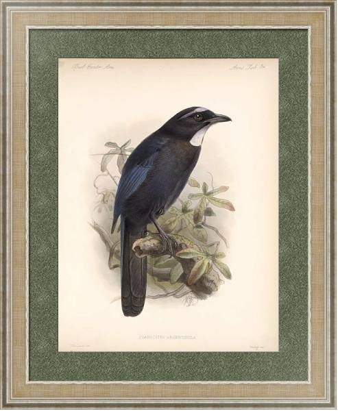 Постер Птицы J. G. Keulemans №36 с типом исполнения Акварель в раме в багетной раме 485.M40.584