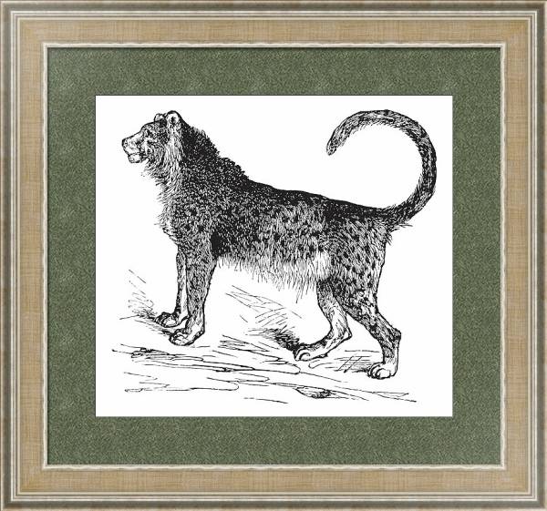Постер Cheetah (Acinonyx jubatus) vintage engraving с типом исполнения Акварель в раме в багетной раме 485.M40.584