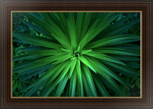 Постер Зеленые острые листья с типом исполнения На холсте в раме в багетной раме 1.023.151