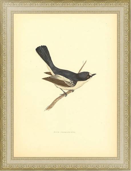 Постер Pied Flycatcher с типом исполнения Акварель в раме в багетной раме 484.M48.725