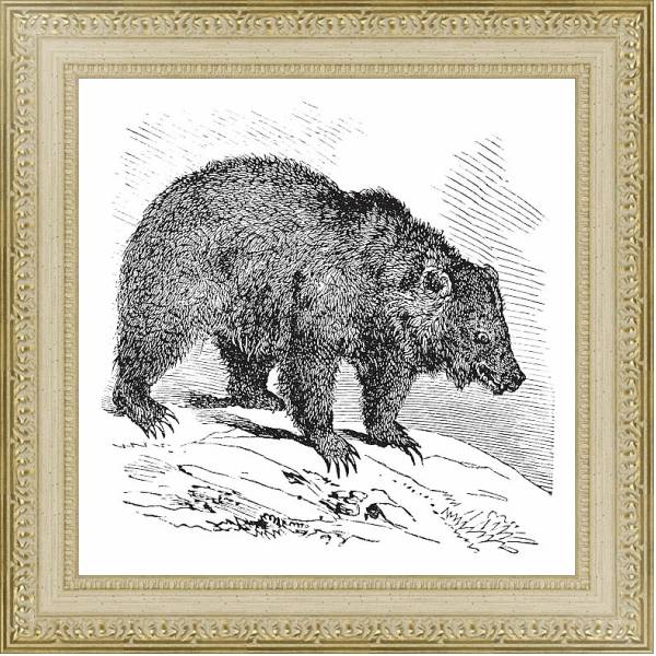 Постер JACK Bear (Ursus horribilis), vintage engraving с типом исполнения Акварель в раме в багетной раме 484.M48.725