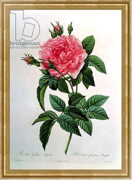 Постер Rosa Gallica Regallis, from 'Les Roses', 19th century с типом исполнения На холсте в раме в багетной раме NA033.1.051