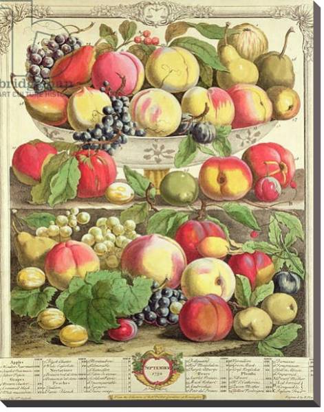Постер September, from 'Twelve Months of Fruits', by Robert Furber engraved by Henry Fletcher, 1732 с типом исполнения На холсте без рамы