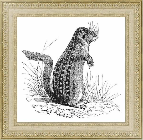 Постер Thirteen-lined ground squirrel or Ictidomys tridecemlineatus vintage engraving с типом исполнения Акварель в раме в багетной раме 484.M48.725