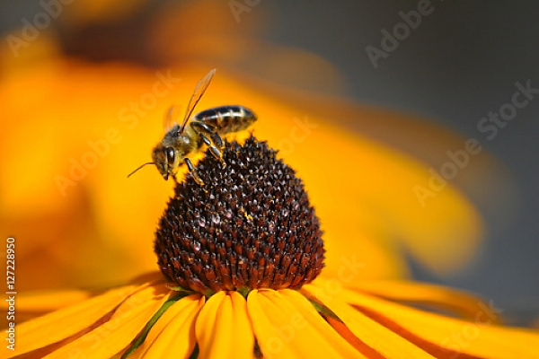 Постер Золотисто-желтый цветок рудбекии с трудолюбивой пчелой с типом исполнения На холсте без рамы