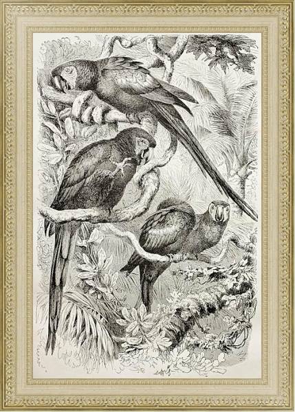 Постер Scarlet Macaw (Ara macao). Created by Kretschmer and Schmid, published on Merveilles de la Nature, B с типом исполнения Акварель в раме в багетной раме 484.M48.725