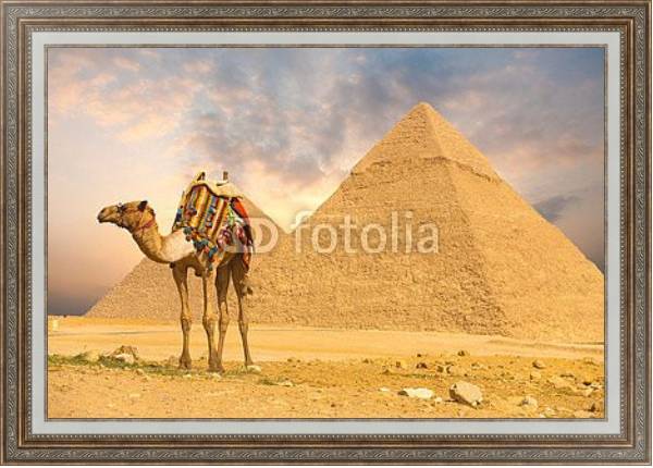 Постер Верблюд и пирамида с типом исполнения На холсте в раме в багетной раме 595.M52.330