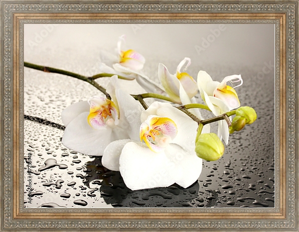 Постер Орхидеи 25 с типом исполнения На холсте в раме в багетной раме 484.M48.310