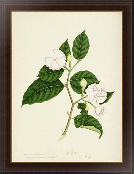 Постер Tabernaemontana divaricata с типом исполнения На холсте в раме в багетной раме 1.023.151