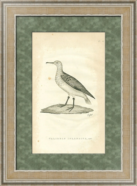 Постер Calidris Islandica 1 с типом исполнения Акварель в раме в багетной раме 485.M40.584