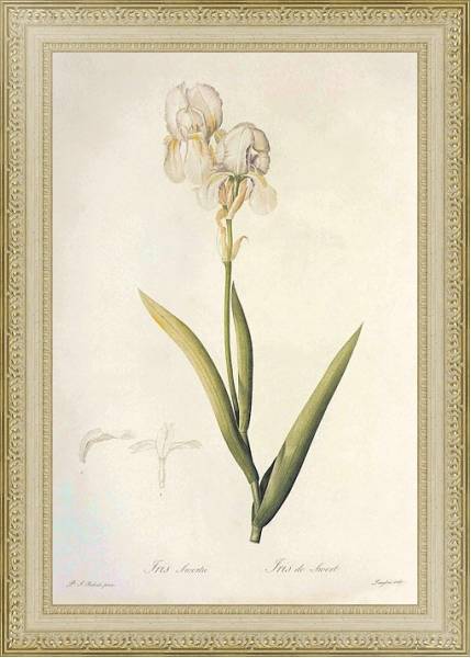 Постер Iris x swertii Lam с типом исполнения Акварель в раме в багетной раме 484.M48.725