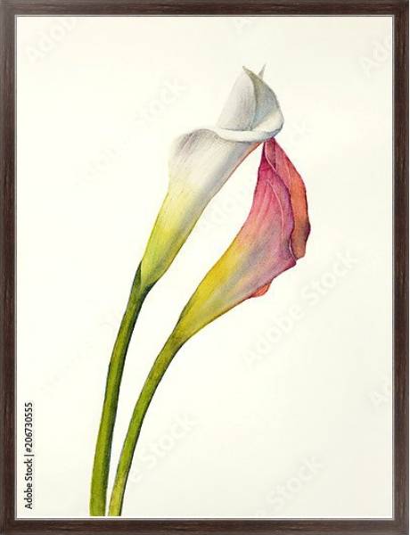 Постер Два акварельных цветка калла с типом исполнения На холсте в раме в багетной раме 221-02