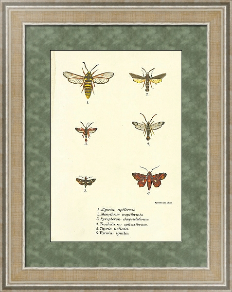 Постер Aegeria apiformis 1 с типом исполнения Акварель в раме в багетной раме 485.M40.584