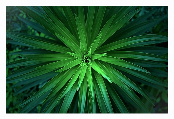 Постер Зеленые острые листья с типом исполнения На холсте в раме в багетной раме 221-03