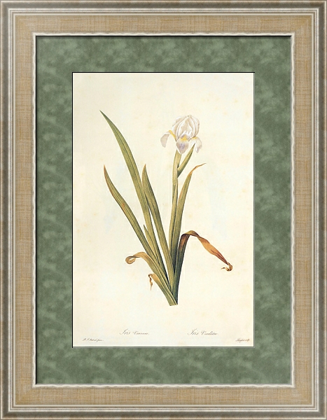 Постер Iris lutescens Lam с типом исполнения Акварель в раме в багетной раме 485.M40.584