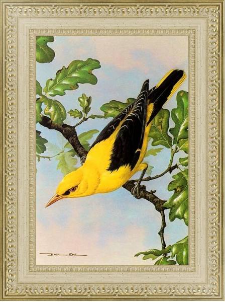 Постер British Birds - Golden Oriole с типом исполнения Акварель в раме в багетной раме 484.M48.725