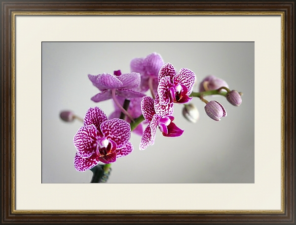 Постер Розовая пятнистая орхидея с типом исполнения Под стеклом в багетной раме 1.023.036