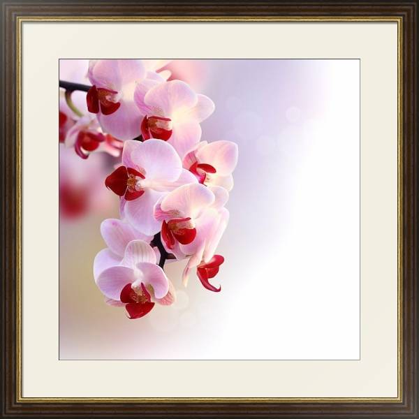 Постер Пурпурная орхидея с типом исполнения Под стеклом в багетной раме 1.023.036