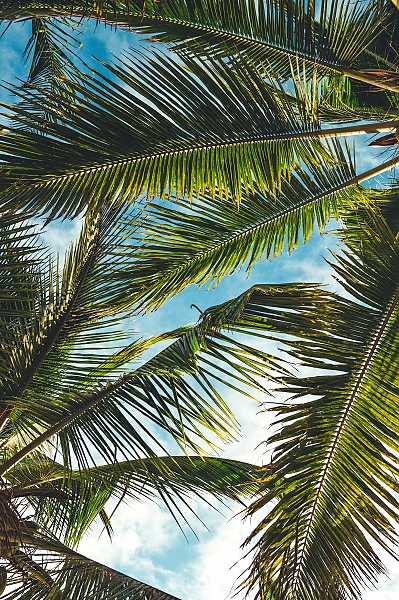Постер Небо сквозь пальмовые листья с типом исполнения На холсте без рамы