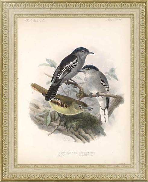 Постер Птицы J. G. Keulemans №45 с типом исполнения Акварель в раме в багетной раме 484.M48.725