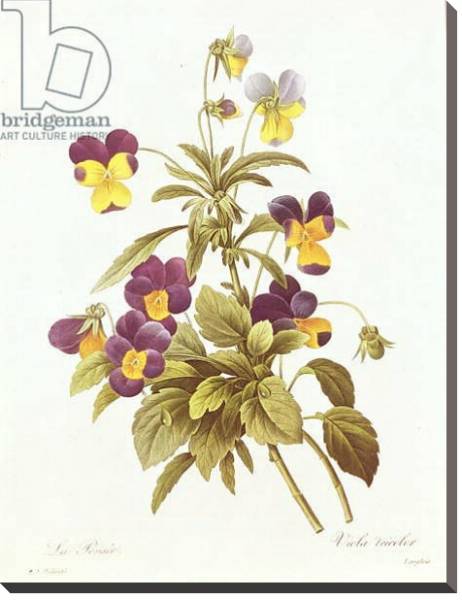 Постер Viola Tricolour с типом исполнения На холсте без рамы