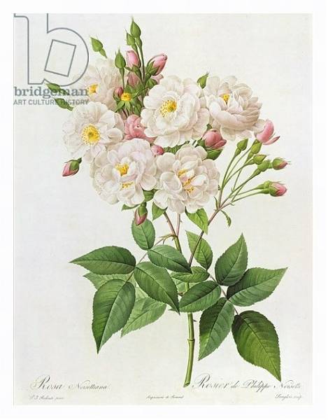 Постер Rosa Noisettiana, from'Les Roses', 19th century 9coloured engraving) с типом исполнения На холсте в раме в багетной раме 221-03