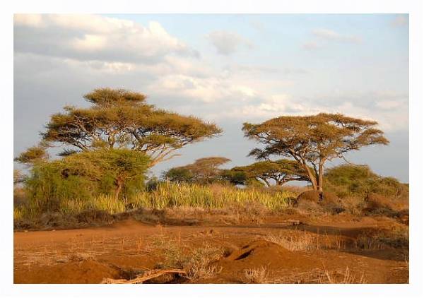 Постер Кения, Африка. Национальный парк 2 с типом исполнения На холсте в раме в багетной раме 221-03