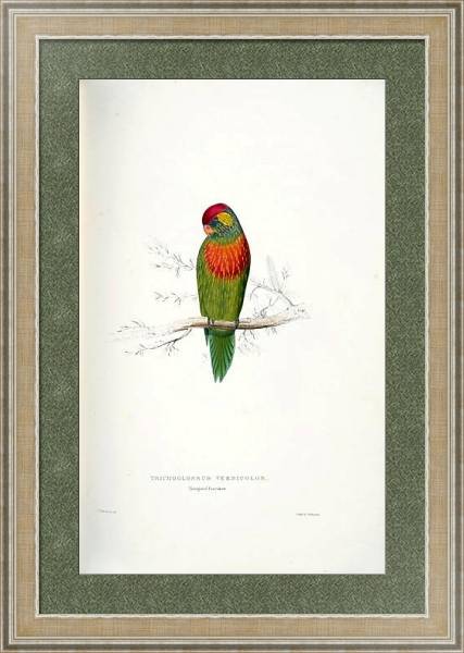 Постер Parrots by E.Lear  #33 с типом исполнения Акварель в раме в багетной раме 485.M40.584
