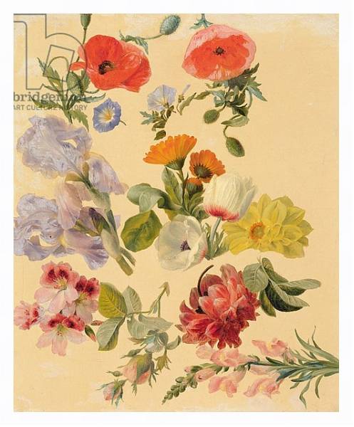 Постер Studies of Summer Flowers с типом исполнения На холсте в раме в багетной раме 221-03