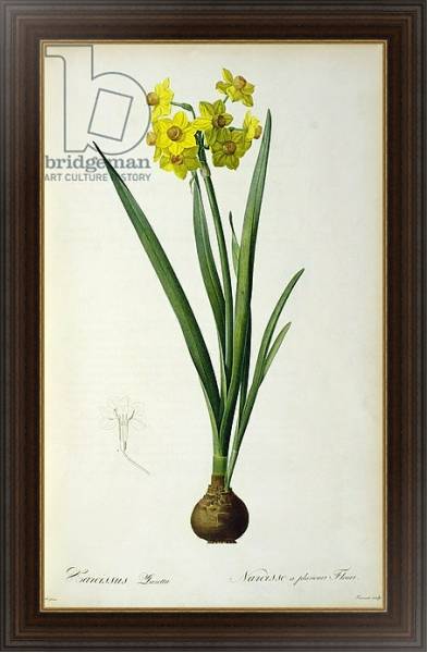 Постер Narcissus Lazetta, from `'Plantae Selectae' by Christoph Jakob Trew, published 175-53 с типом исполнения На холсте в раме в багетной раме 1.023.151