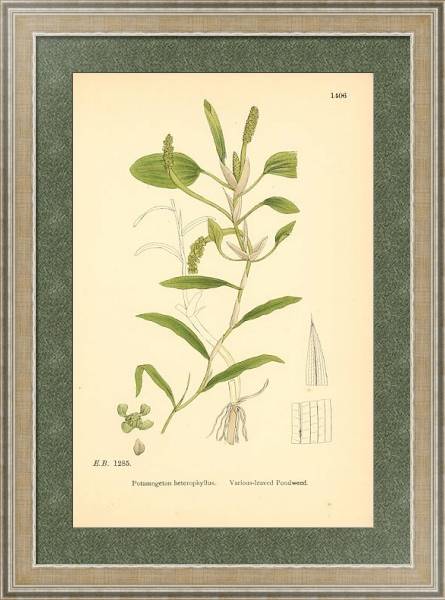 Постер English Botany №226 с типом исполнения Акварель в раме в багетной раме 485.M40.584