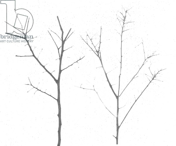 Постер territori innevati - due alberi giorno -2012, photographic contamination с типом исполнения На холсте без рамы