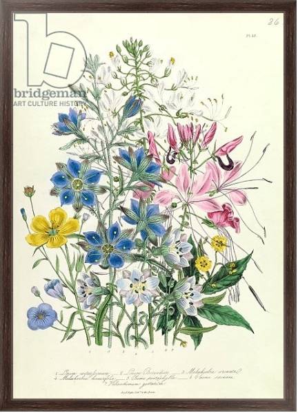 Постер Cornflower, plate 15 from 'The Ladies' Flower Garden', published 1842 с типом исполнения На холсте в раме в багетной раме 221-02