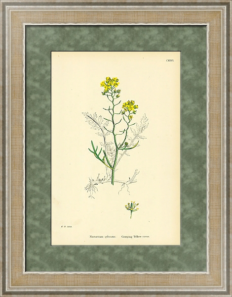 Постер Nasturtium Sylvestre. Creeping Yellow-cress. 1 с типом исполнения Акварель в раме в багетной раме 485.M40.584